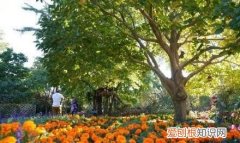 行走世界的北京老刘香山赏秋 北京香山赏秋时间表