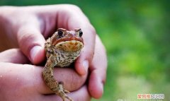 一只青蛙的手有几根手指，青蛙有几条腿一只手有几根手指