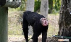 波诺波黑猩猩是什么意思