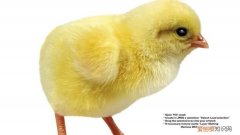 小鸡的尾巴像什么样子，小母鸡和小公鸡的差别是什么