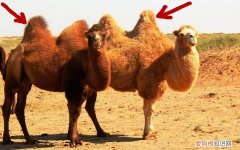骆驼背上的两个峰起什么作用，骆驼背上的鼓包有怎样的用处