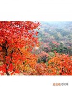 北京香山红叶观赏时间，北京香山红叶林观看2022最佳时间